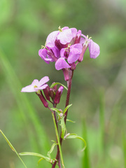 Erysimum linifolium