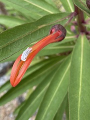 Lobelia excelsa