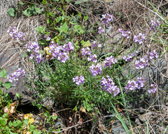 Erysimum linifolium
