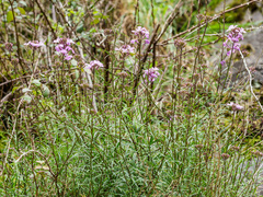 Erysimum linifolium