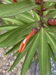 Lobelia excelsa
