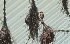 Anaplectes rubriceps