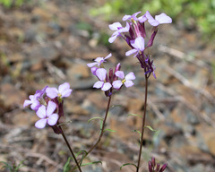 Erysimum linifolium