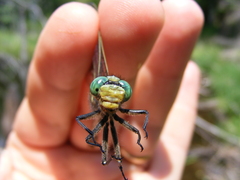 Arigomphus villosipes