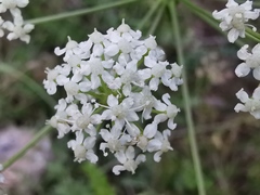 Apioideae
