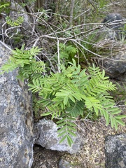 Sophora macrocarpa