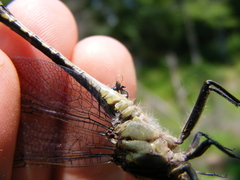 Arigomphus villosipes