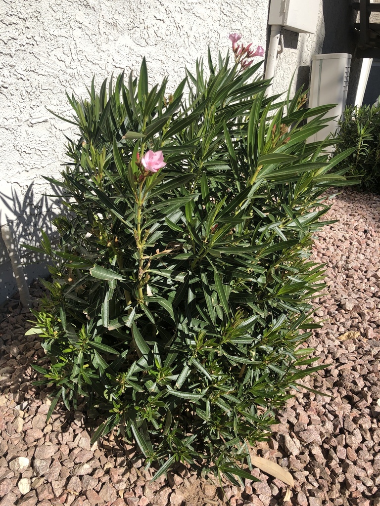oleander from S Questa Vida, Tempe, AZ, US on November 8, 2022 at 0103 PM by lvanlith · iNaturalist