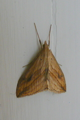 Evergestis forficalis