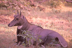 Boselaphus tragocamelus