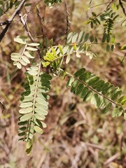 Eysenhardtia polystachya
