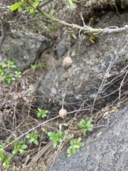 Sophora macrocarpa