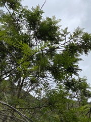 Sophora macrocarpa