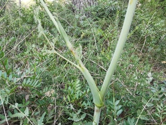 Apioideae