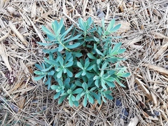 Euphorbia nicaeensis