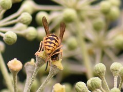 Vespula germanica