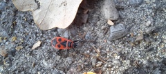 Pyrrhocoris apterus