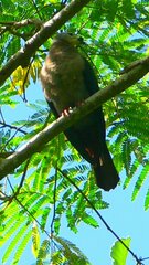 Ducula pacifica