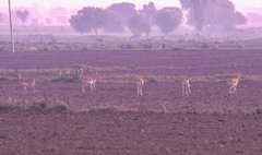 Antilope cervicapra