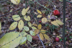 Rosa majalis