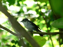 Pomarea dimidiata