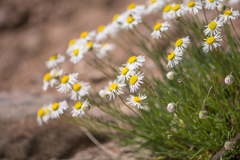 Erigeron engelmannii