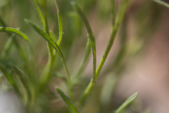 Erigeron engelmannii