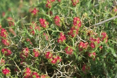 Sarcopoterium spinosum