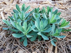Euphorbia nicaeensis