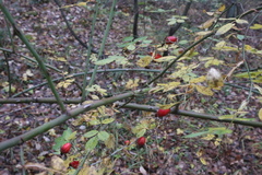 Rosa majalis