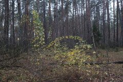 Rosa majalis