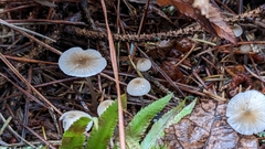 Mycena clavicularis