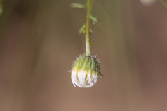 Erigeron engelmannii