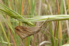 Evergestis forficalis