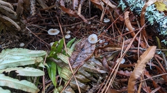 Mycena clavicularis