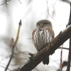 Glaucidium passerinum