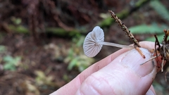 Mycena clavicularis