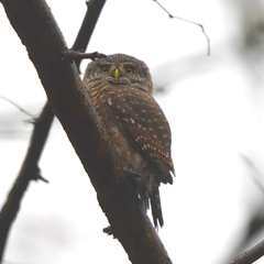 Glaucidium passerinum