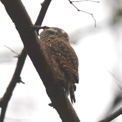 Glaucidium passerinum