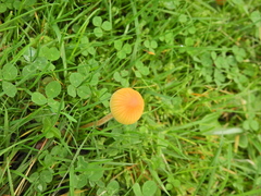 Galerina