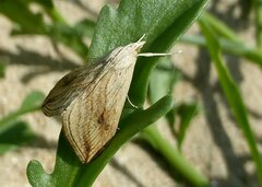 Evergestis forficalis