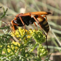 Cryptocheilus annulatus