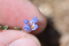 Penstemon caespitosus
