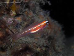 Coryphopterus hyalinus