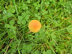 Galerina