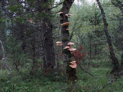 Pleurotus ostreatus