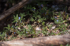 Penstemon caespitosus