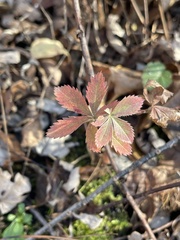 Potentilla simplex
