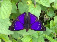 Doxocopa