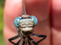 Arigomphus cornutus